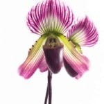 Paphiopedilum: One of the Best Low Light Orchids paphiopedilum care low light orchid