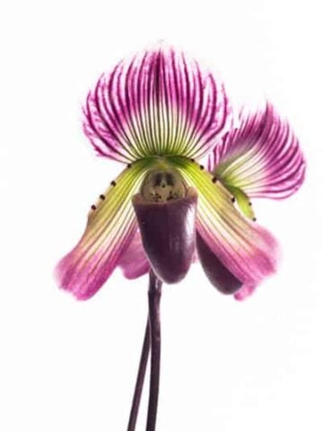 paphiopedilum care low light orchid