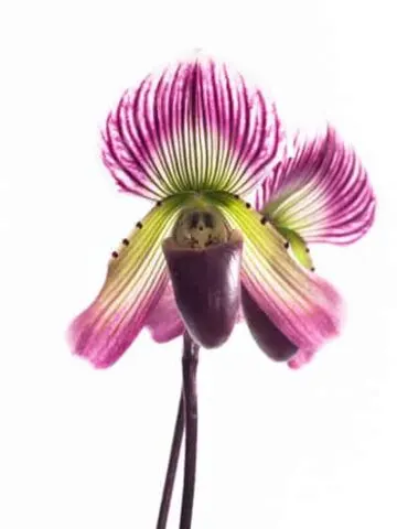 paphiopedilum care low light orchid