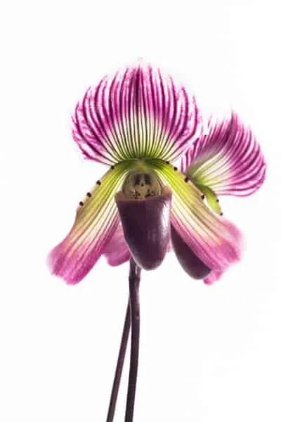 paphiopedilum care low light orchid