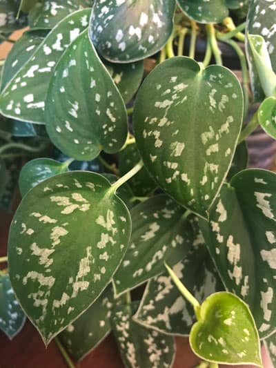 scindapsus pictus silver philodendron satin pothos