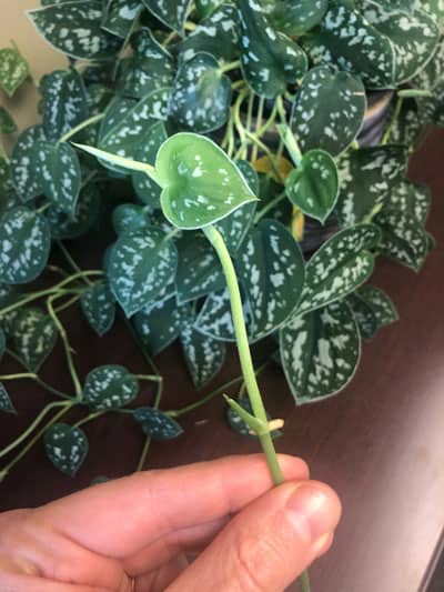 scindapsus pictus silver philodendron propagating below take look