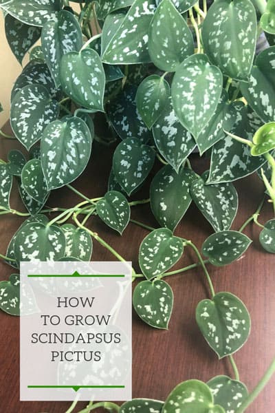 How to Grow Scindapsus Pictus