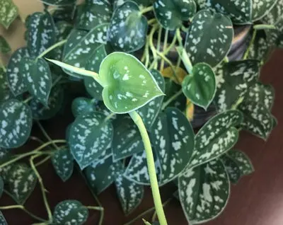 scindapsus pictus