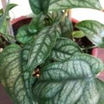 Monstera Siltepecana Care: 5 Best Tips for a Thriving Plant monstera siltepecana