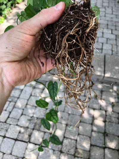 repotting monstera siltepecana