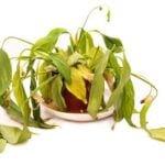 How to Keep Indoor Plants Alive in Winter - 7 Crucial Tips Wilted-plant