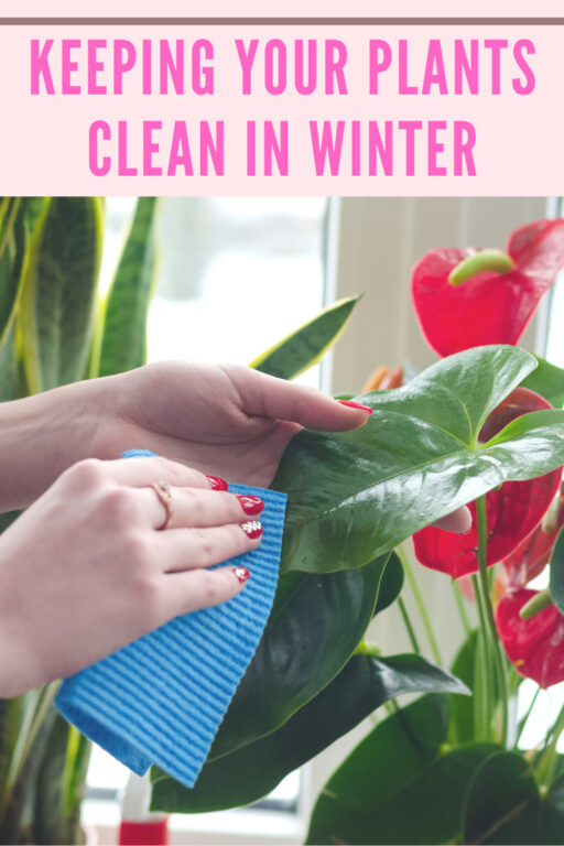 How to Keep Indoor Plants Alive in Winter 7 Crucial Tips