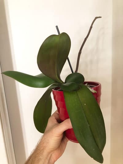 Is the sphagnum moss turning green bad? Should I repot? : r/orchids