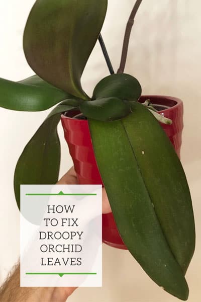 Droopy Orchid Leaves 1 Fix To Revive