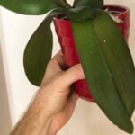 Droopy Orchid Leaves - 1 Fix To Revive Your Plant droopy orchid leaves