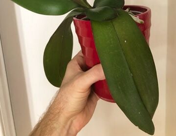 droopy orchid leaves