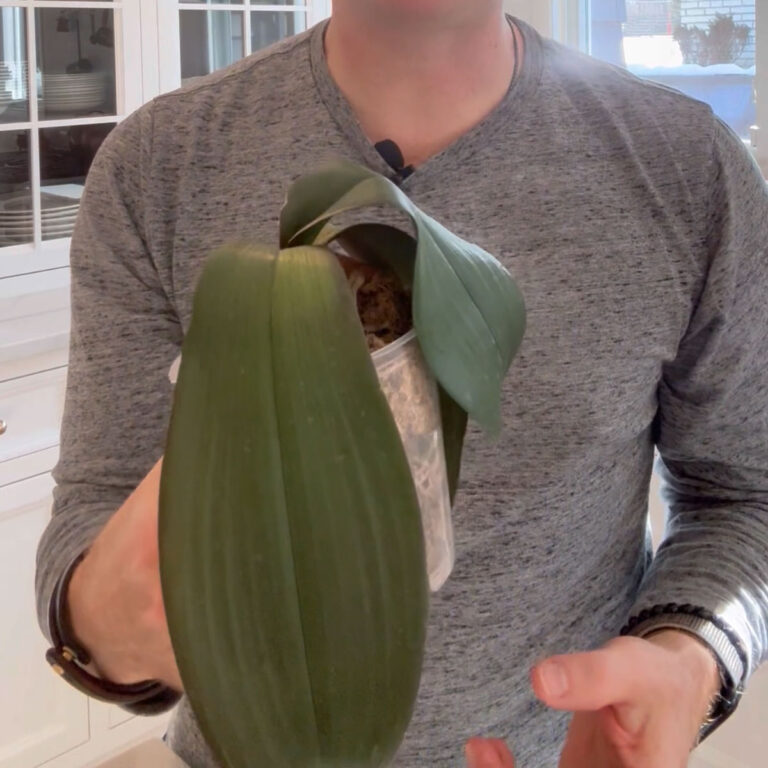 Droopy Orchid Leaves - 1 Fix To Revive Your Plant