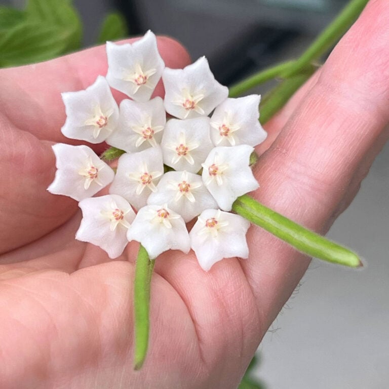 How Do You Care for Hoya Linearis?  8 Important Growing Tips