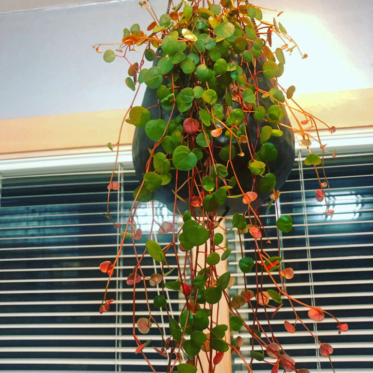 Peperomia Ruby Cascade:  1 Critical Growing Secret