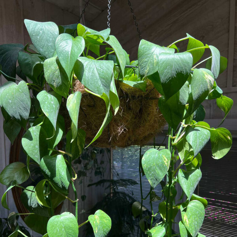 How to Keep Indoor Plants Alive in Winter - 7 Crucial Tips