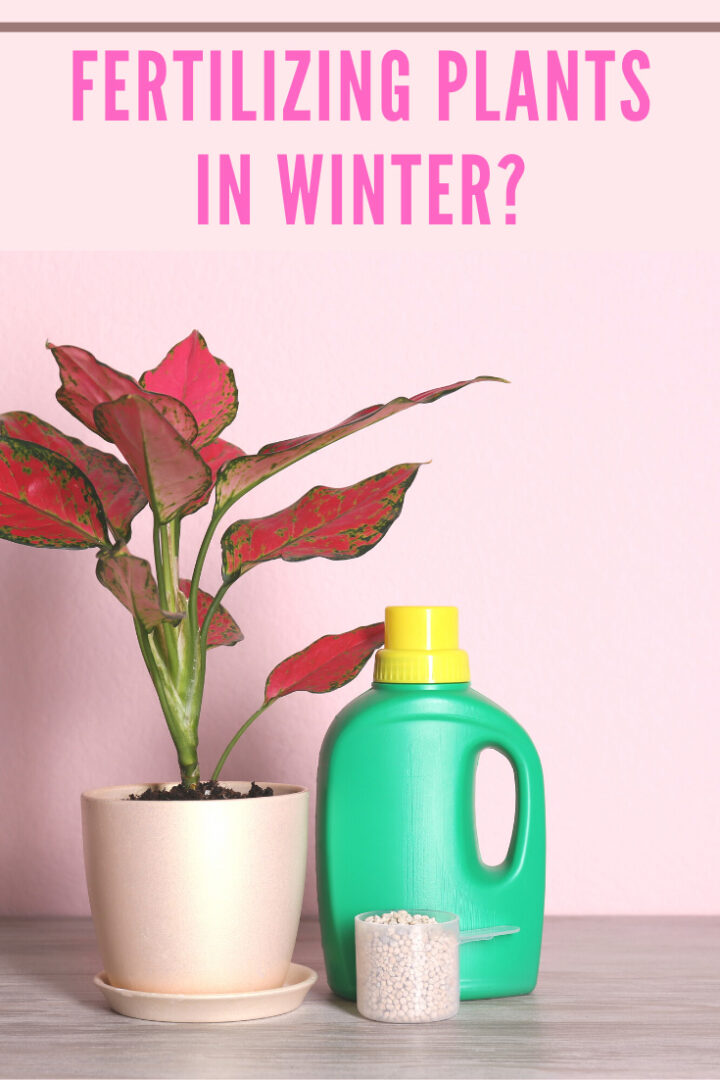 How to Keep Indoor Plants Alive in Winter 7 Crucial Tips