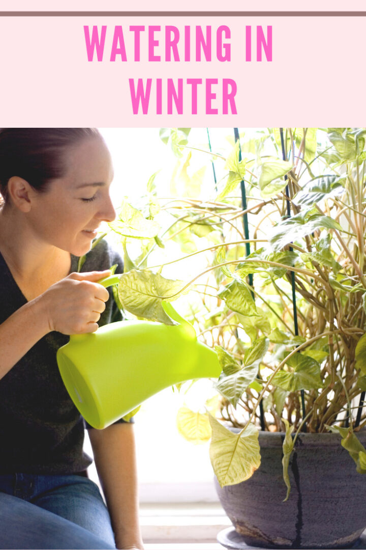 How to Keep Indoor Plants Alive in Winter 7 Crucial Tips