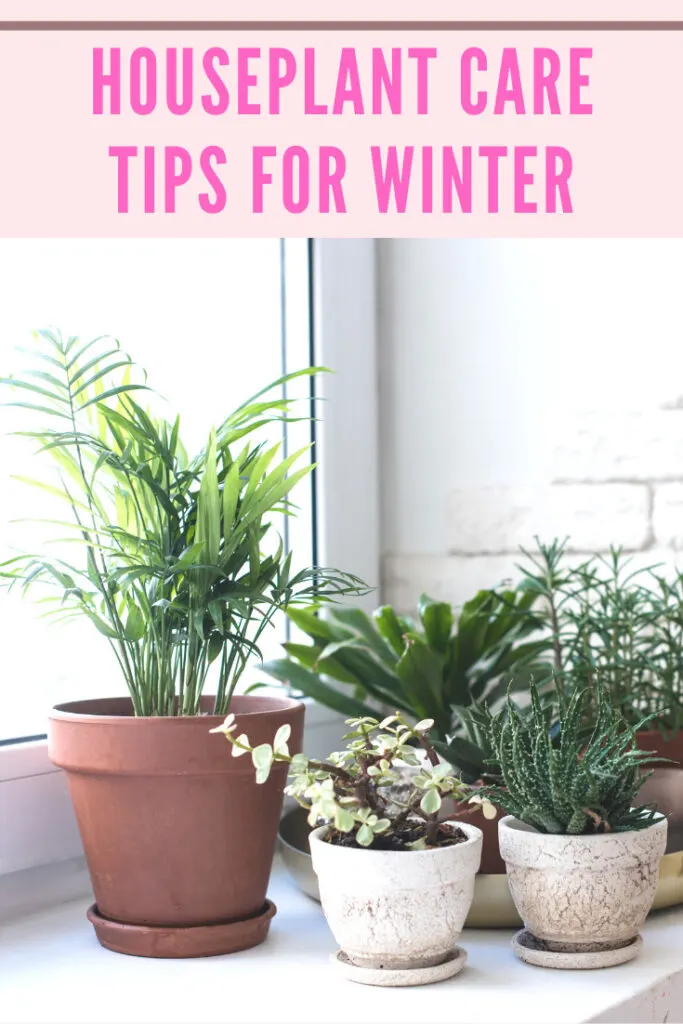 9 Must-Know Tips for Houseplant Care in the Winter