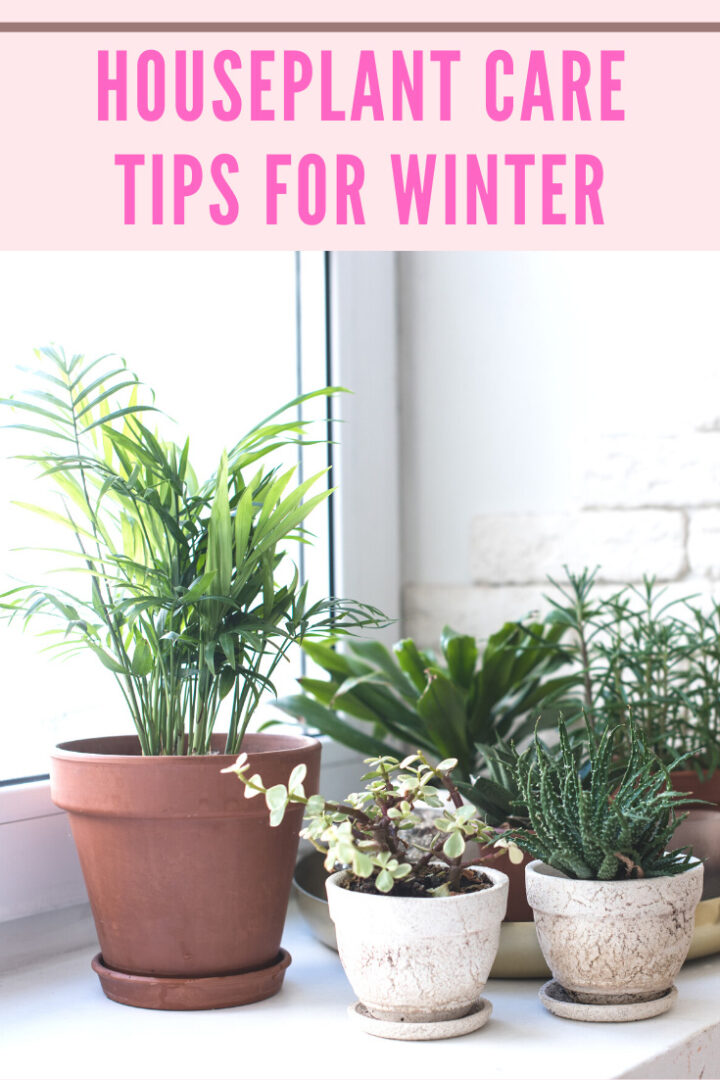 How to Keep Indoor Plants Alive in Winter 7 Crucial Tips