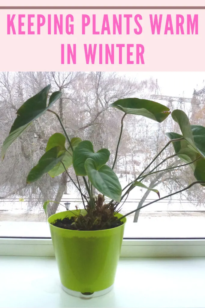 keeping-plants-warm-winter