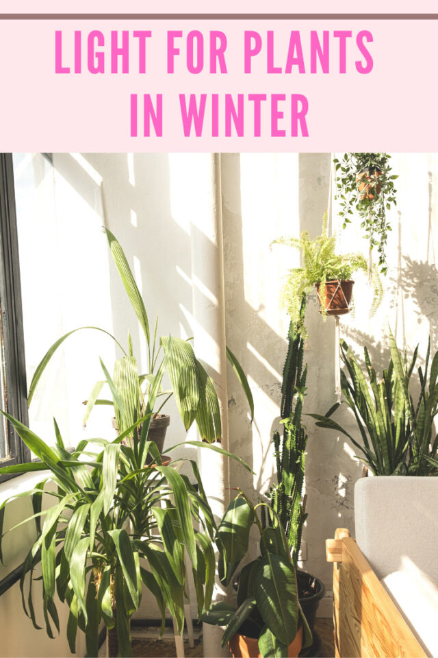 How to Keep Indoor Plants Alive in Winter 7 Crucial Tips