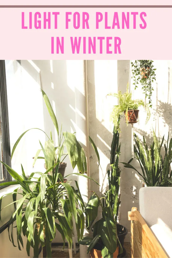 light-for-plants-in-winter