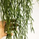 How Do You Care for Hoya Linearis? 8 Important Growing Tips hoya linearis care