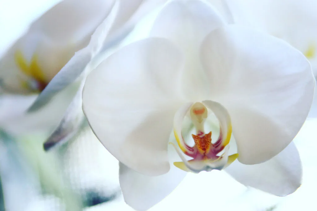 white-orchid-flower