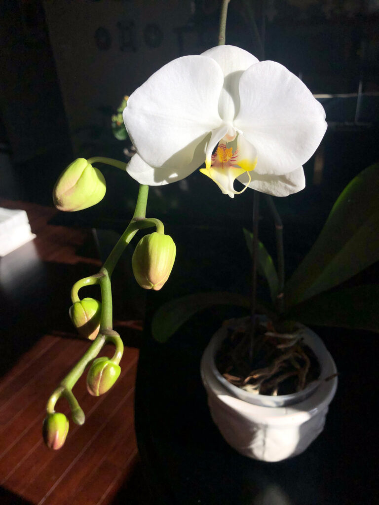 orchid-flower