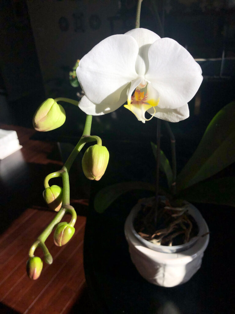 Droopy Orchid Leaves 1 Fix To Revive