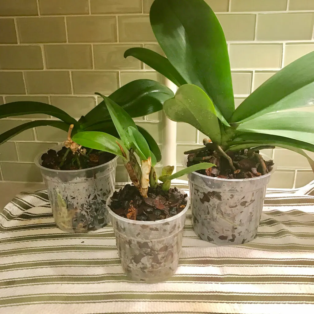 orchid-repot-clear-pot