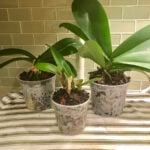 Illustrated Guide on How to Repot an Orchid orchid-repot-clear-pot