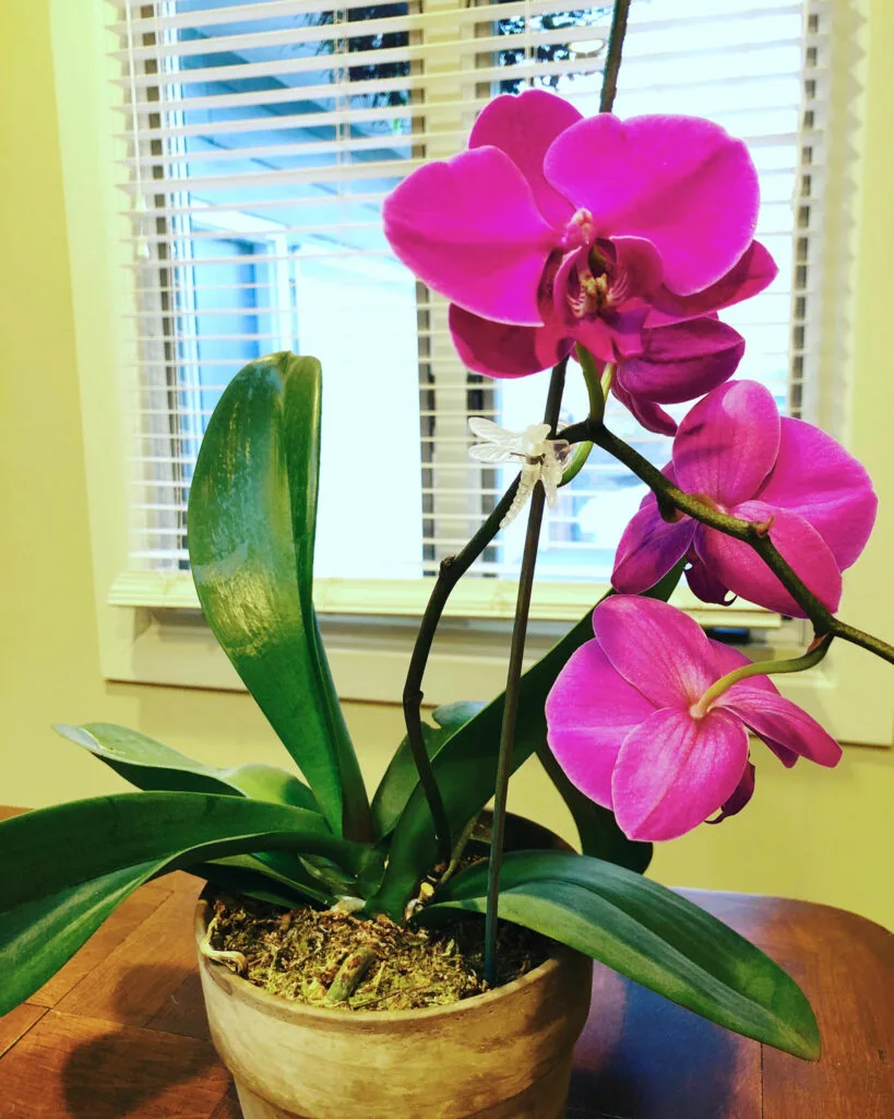 Droopy Orchid Leaves 1 Fix To Revive