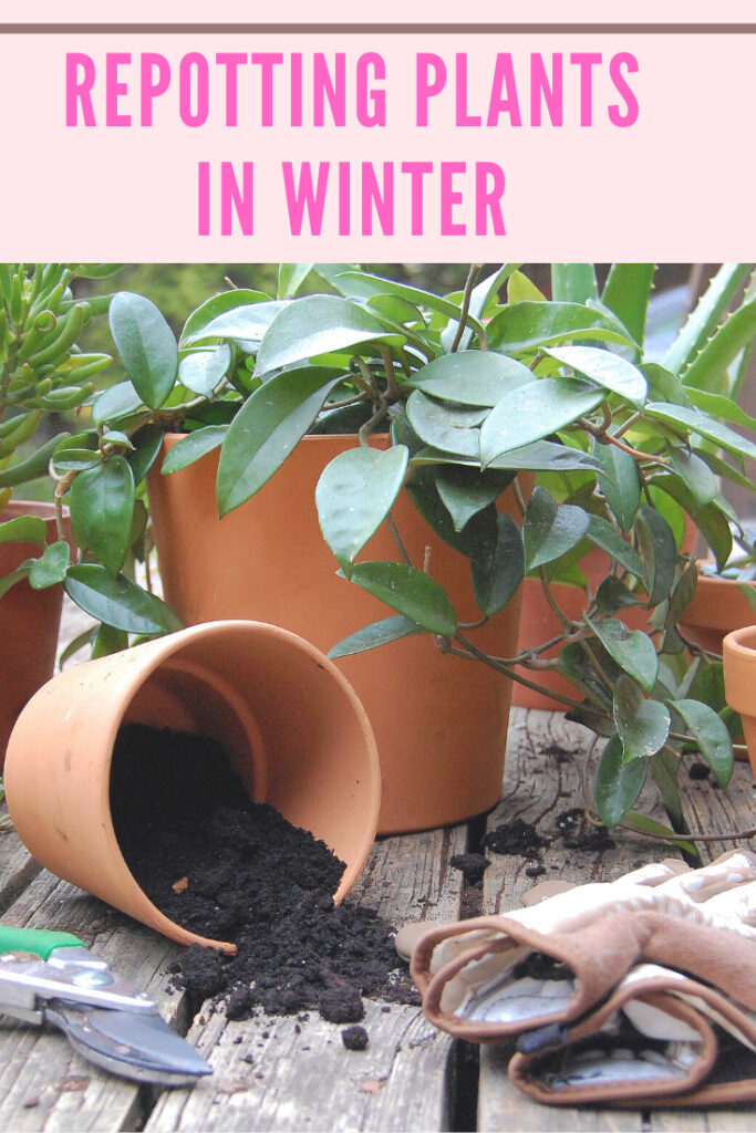 repotting-plants-in-winter