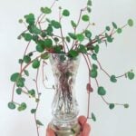Peperomia Ruby Cascade: 1 Critical Growing Secret peperomia ruby cascade propagation
