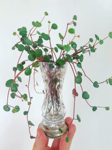 peperomia ruby cascade propagation