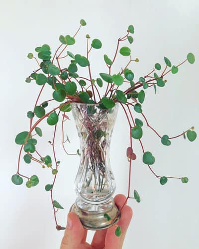 peperomia ruby cascade propagation