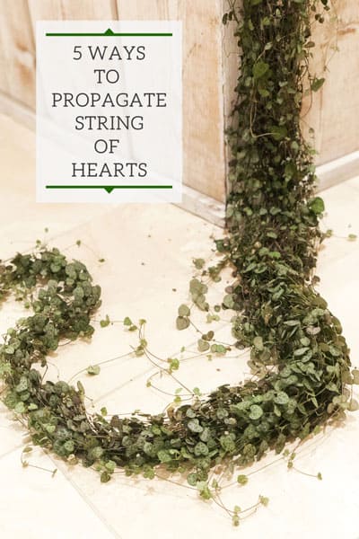 5 ways resized This is How to Propagate String of Hearts