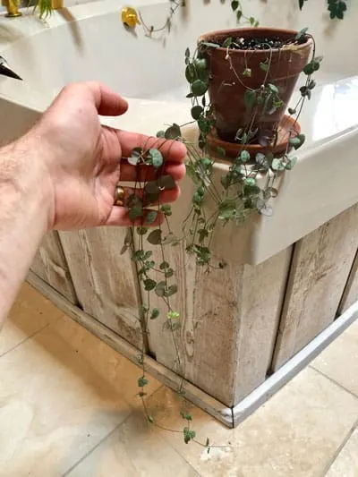 propagating rosary vine