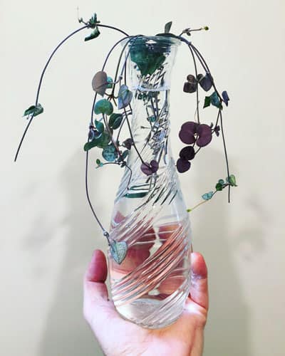 ceropegia woodii water propagation