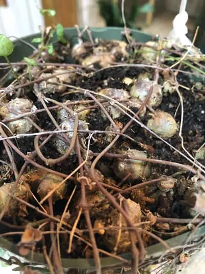 string of hearts tuber propagation