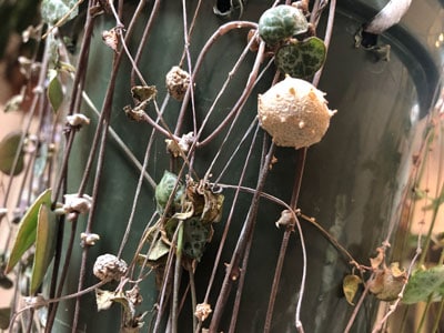 string of hearts tuber propagation