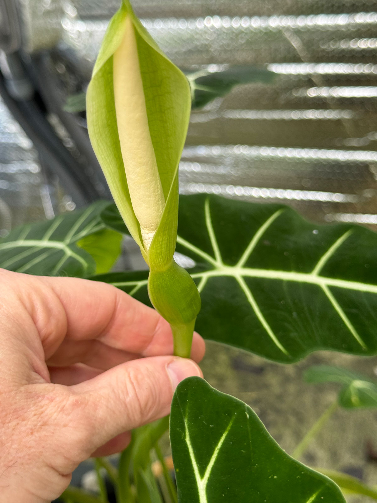 alocasia-frydek-flower