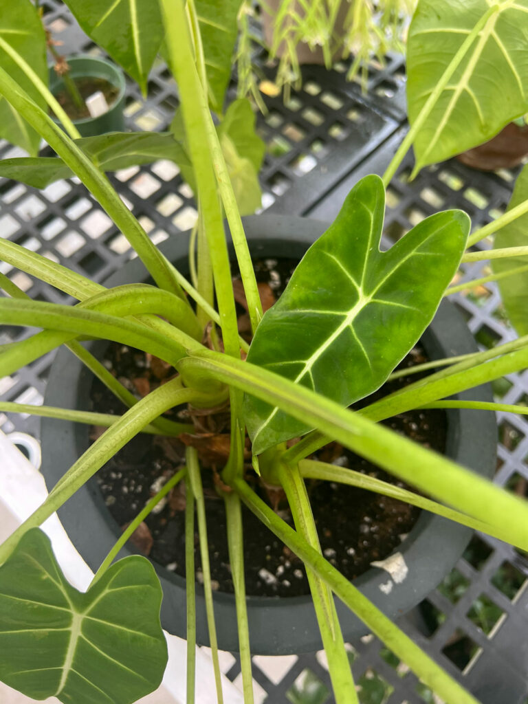 alocasia-frydek-in-greenhouse