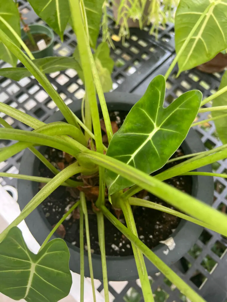 alocasia-frydek-in-greenhouse