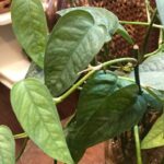 Cebu Blue Care - An Easy, Exquisite Houseplant! cebu blue propagation