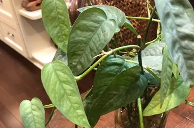 cebu blue propagation