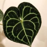 Anthurium Clarinervium: 1 Secret to Growing Them anthurium clarinervium