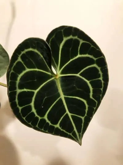 anthurium clarinervium